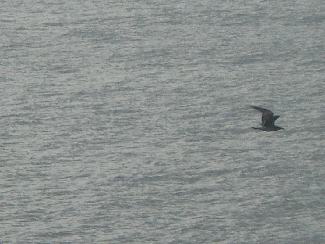 Southern New Jersey - Cape May to Delaware across Delaware Bay