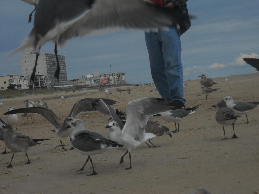 Delaware - Rehoboth Beach