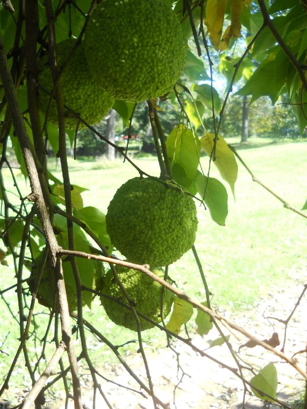 West Virginia - Charlestown - Claymon Mansion