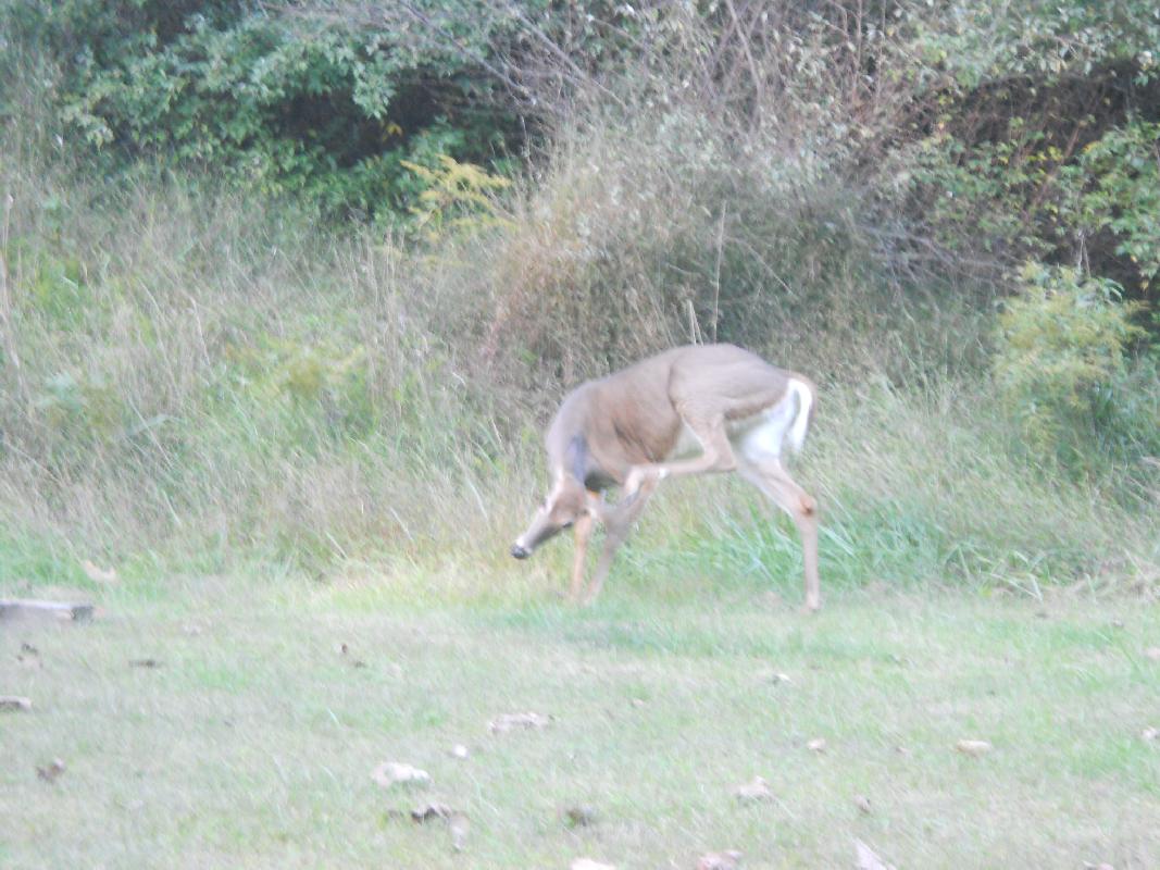 West Virginia- Cheif Logan State Park