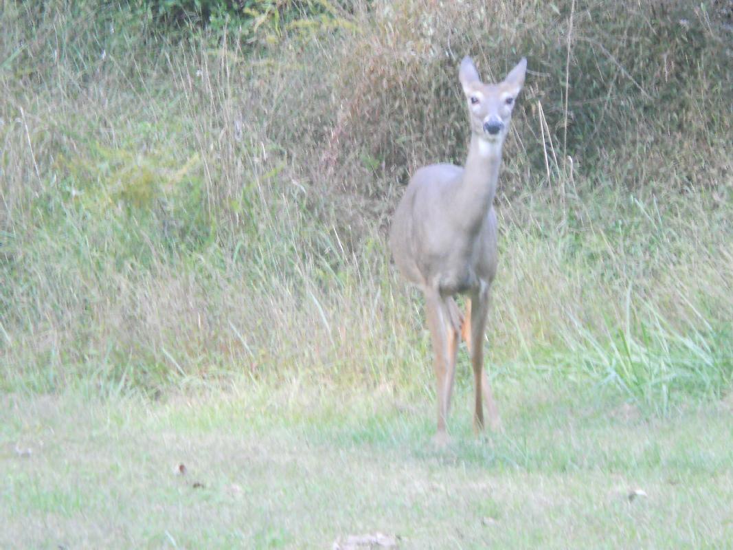 West Virginia- Cheif Logan State Park