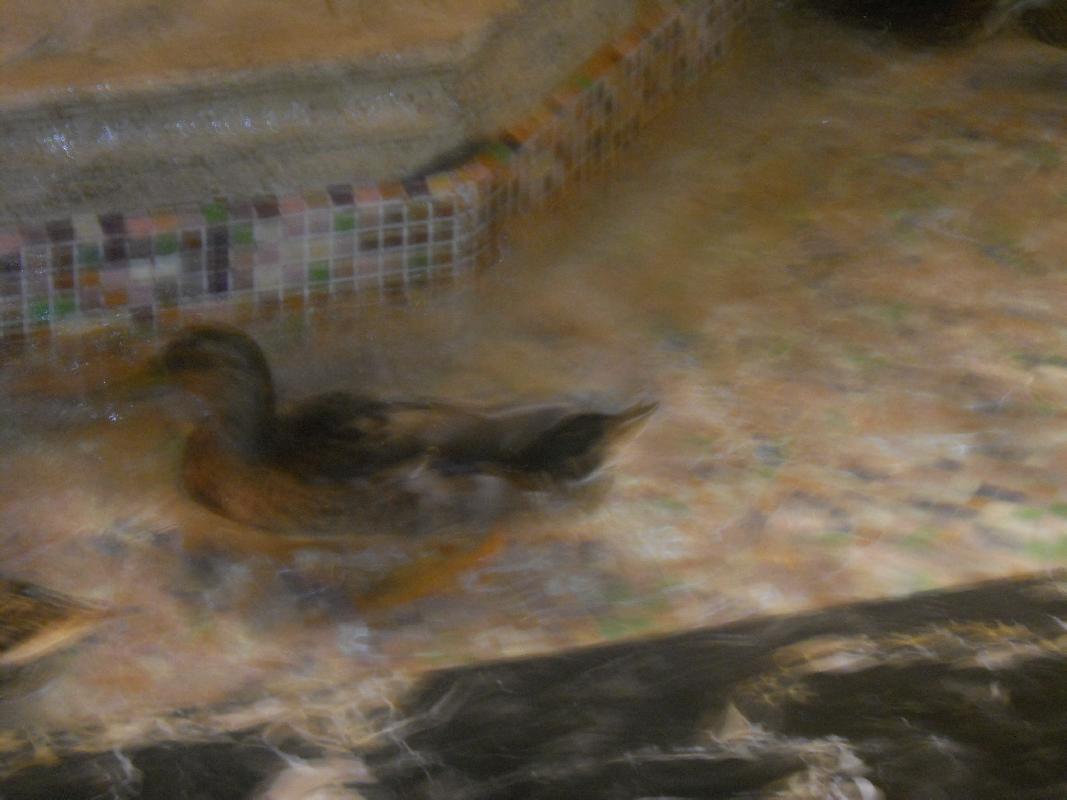 Tennessee - Memphis - Peabody Hotel