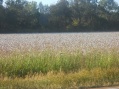 West Tennessee - Cottonfields begin