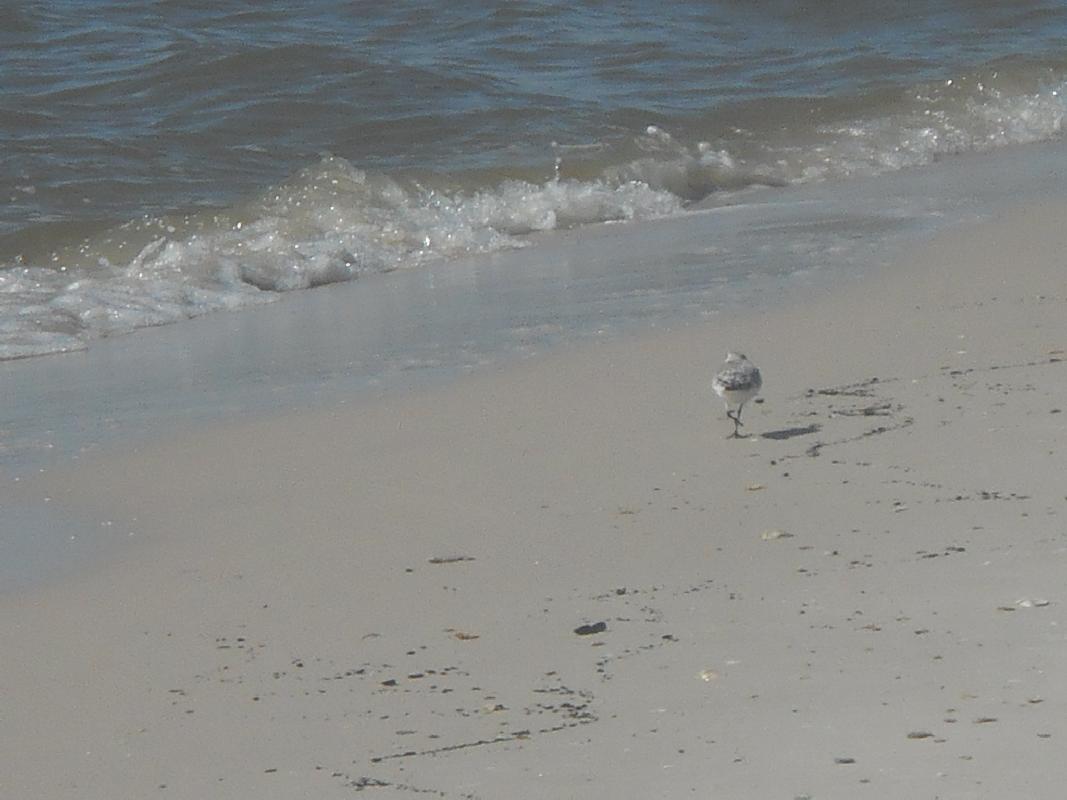 Mississippi - Gulf Coast