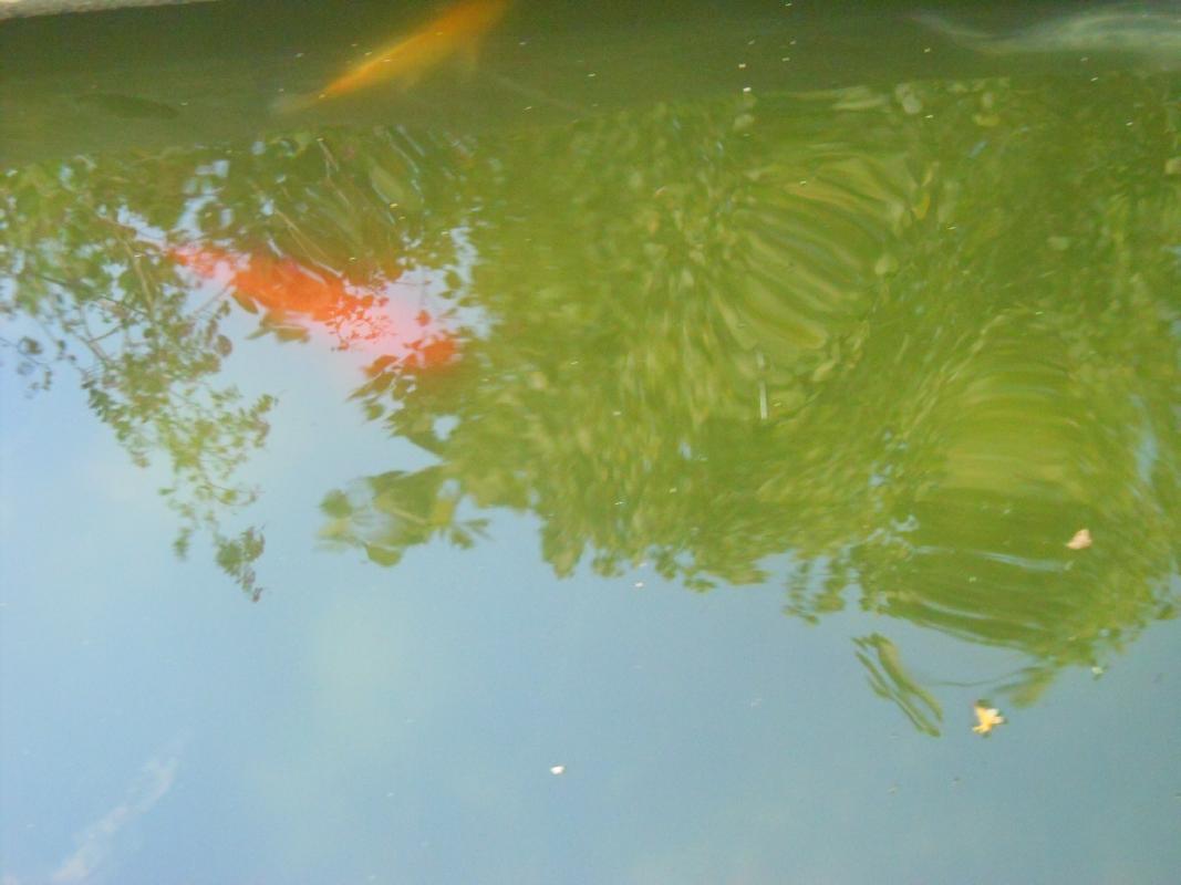 Texas - San Antonio - The Alamo