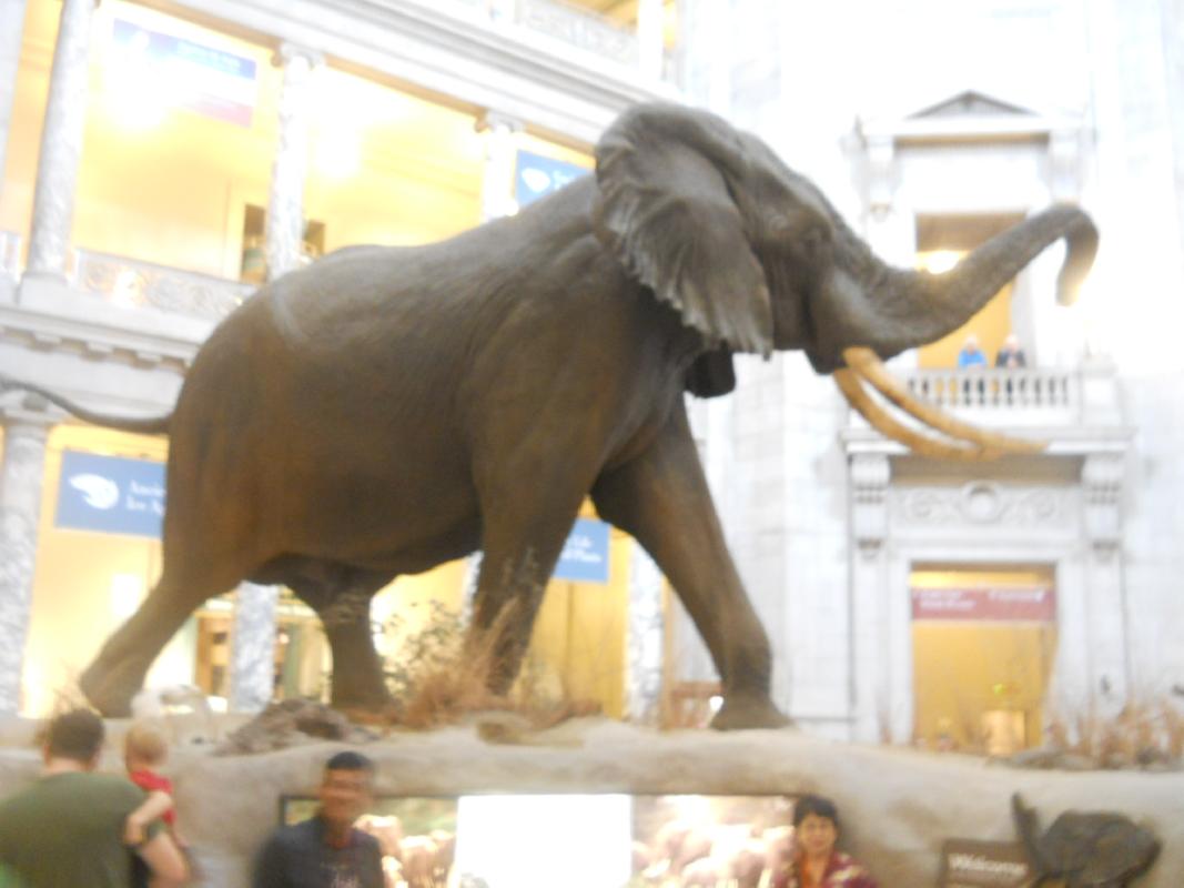 Smithsonian Museum of Natural History