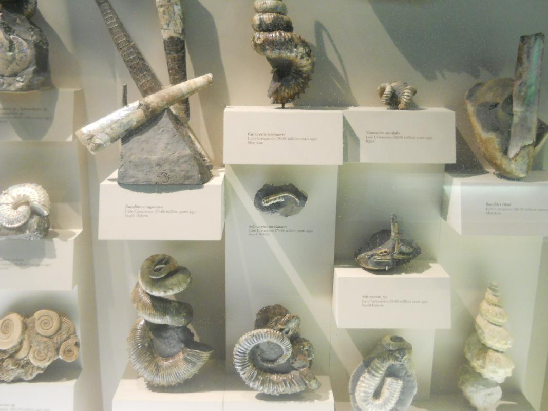 Smithsonian Museum of Natural History