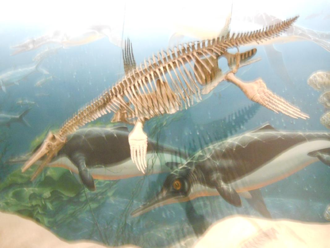 Smithsonian Museum of Natural History