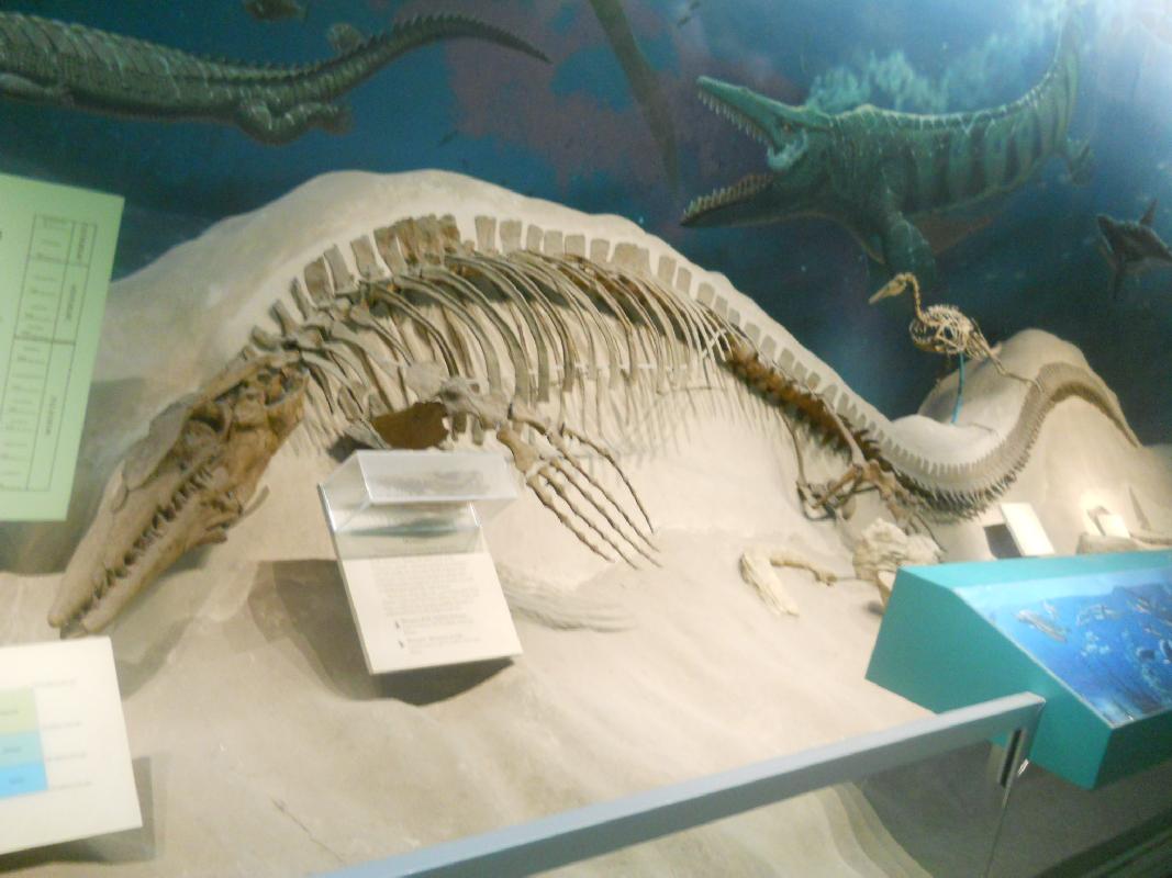 Smithsonian Museum of Natural History