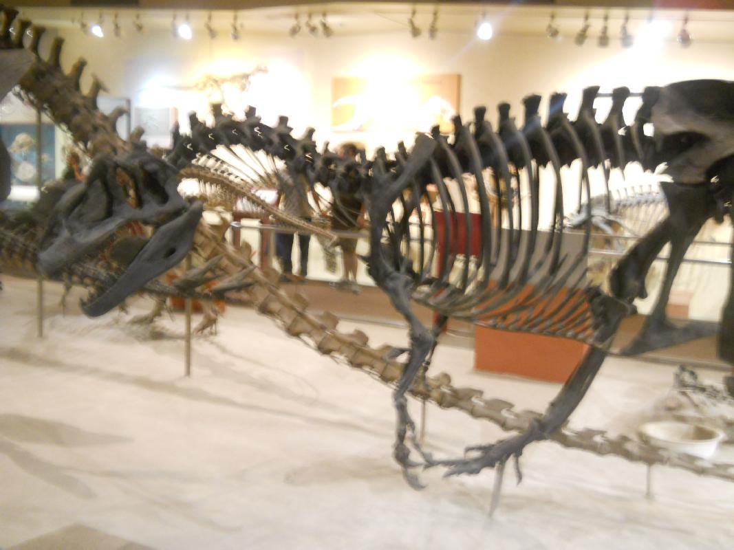 Smithsonian Museum of Natural History