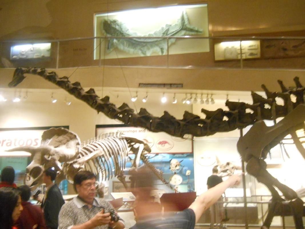 Smithsonian Museum of Natural History