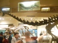 Smithsonian Museum of Natural History