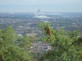 Montreal - Looking North From Mont Royal